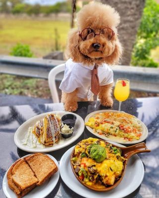 Double dog dare you to get breakfast at Cappy’s this week.

(And being your dog!)

Our dog friendly patio is waiting 🐶
.
.
.
#dogs #dogsofinstagram #cappys #breakfast #feedfeed #newport #monday #breakfastfood #feast #yum #eater #wow #newportbeach